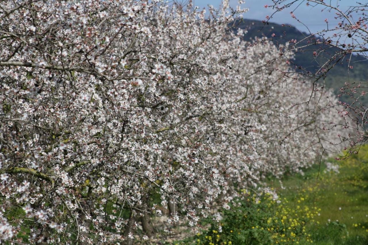 108 Finca Son Morey Tarongers Etv14340 By Mallorca Charme Can Picafort  Zewnętrze zdjęcie